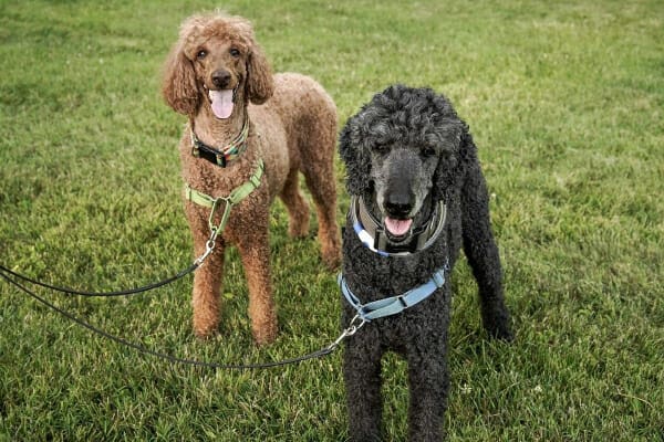 Two Standard Poodles, which is a breed more common to have Addison's disease, on a walk 