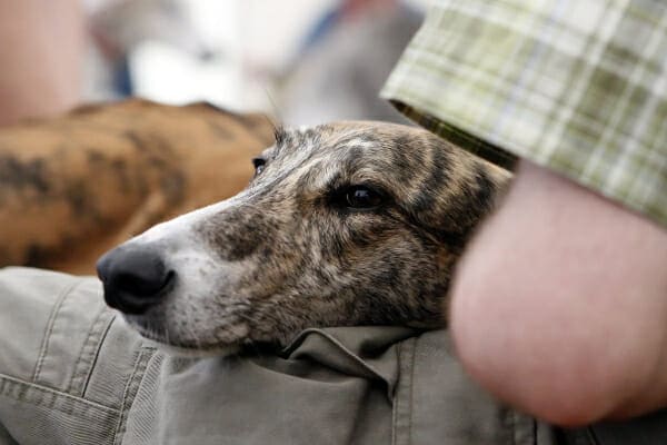Whippet laying down in owners lap, photo