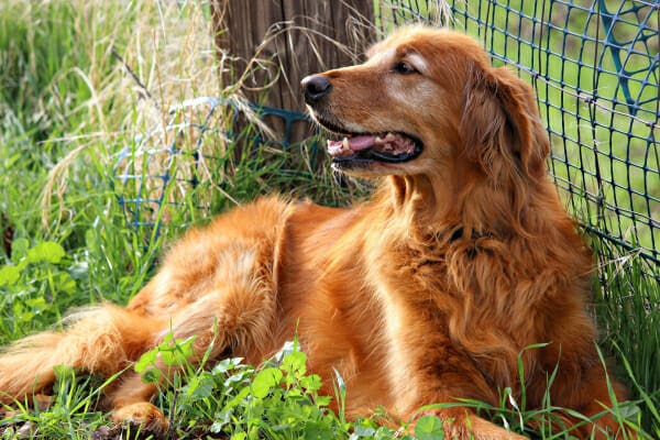 Senior Golden Retriever sitting along a fence in the grass, photo