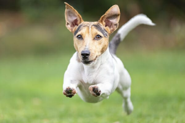 Jack Russel Terrier running in full flight through a field, photo