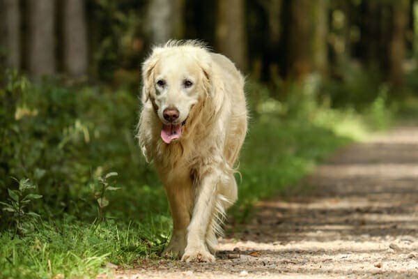 Senior Golden Retriever walking down a forest path, photo