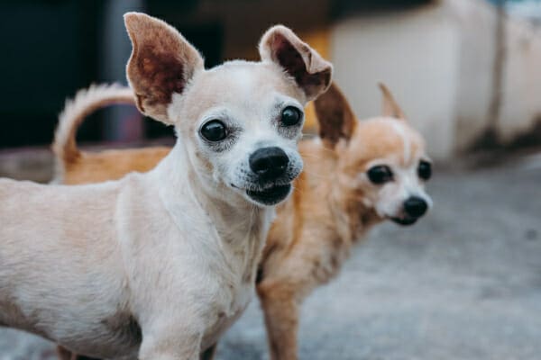 Two small Chihuahuas, photo
