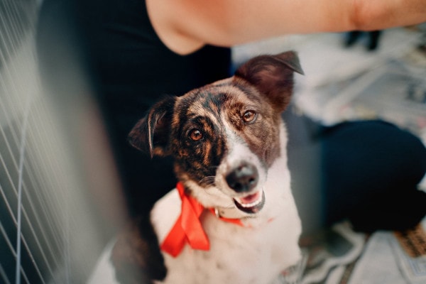 Dog looking up at the camera