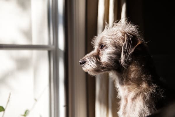 photo senior dog looking out window