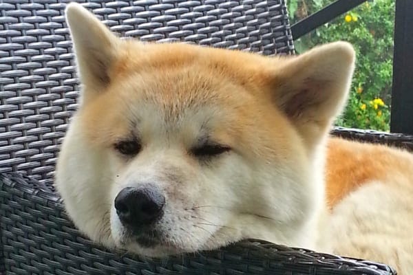 Akita dog—a breed more prone to acquired myasthenia gravis in dogs—resting her head on the arm of a wicker chair