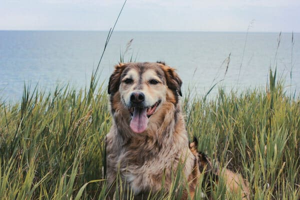 Senior Shepherd mix sitting in long grass in front of a body of water, photo