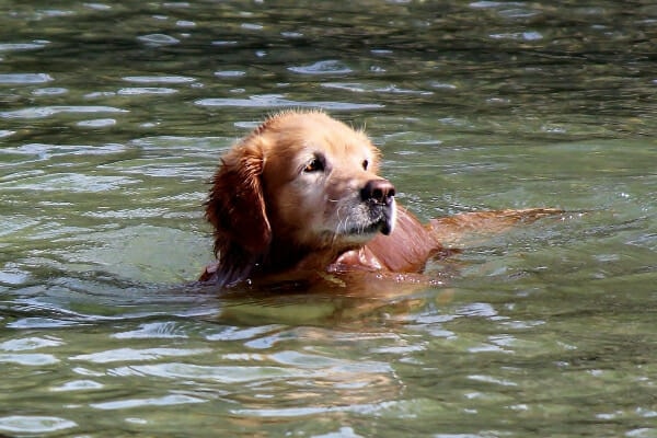 Golden Retriever, swimming in a lake, photo