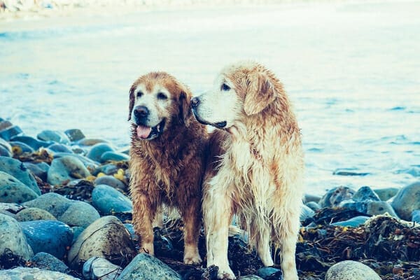 Two senior Golden Retrievers out of the lake after swimming, photo