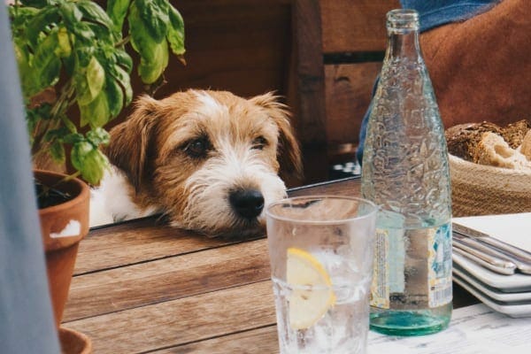 hund hvilende hage på middagsbordet, foto