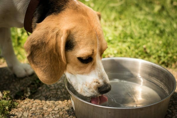 Beagle drinking lots of water from bowl to show how steroids as an allergy medicine for dogs can cause increased thirst