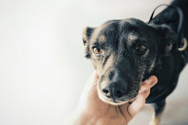  Hund mit Gesicht in den Händen, Foto