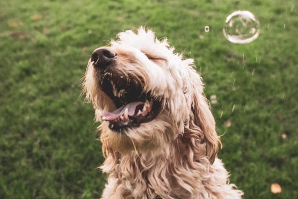 Happy dog outside in grass with bubbles