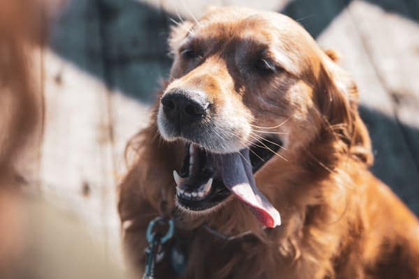 Happy Golden Retriever dog outdoors panting