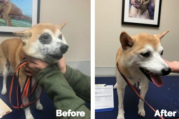 Before and after photo of a Shiba Inu dog who suffered from allergies and was given Cytopoint. The before photo: dog with dark ring around eye. After photo: same dog with bright eyes, happy face