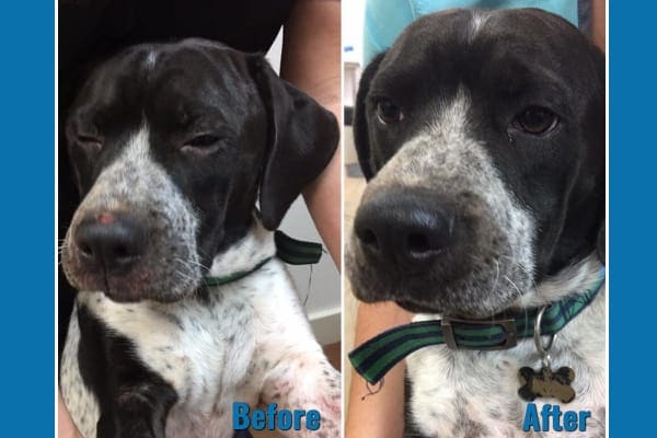 Dog's inflamed face before treatment with allergy medicine for dogs and the same dog's healthy face after treatment with Apoquel allergy medicine