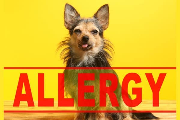 hond met allergiesymptomen en titel allergiegeneeskunde voor honden