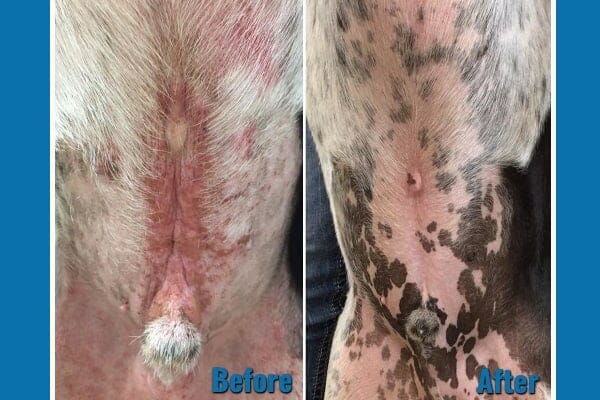 A dog's red, inflamed belly skin before dog allergy meds and the same dog's healthier skin after treatment with Apoquel (a dog allergy medicine) plus antibiotics