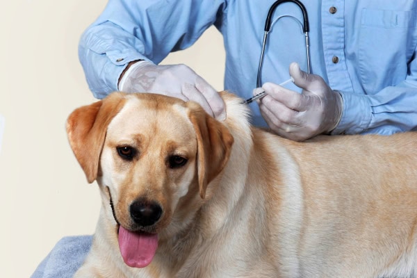 Vet giving a dog with allergies an allergy shot