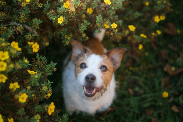 Dog with allergies around a flowering bush