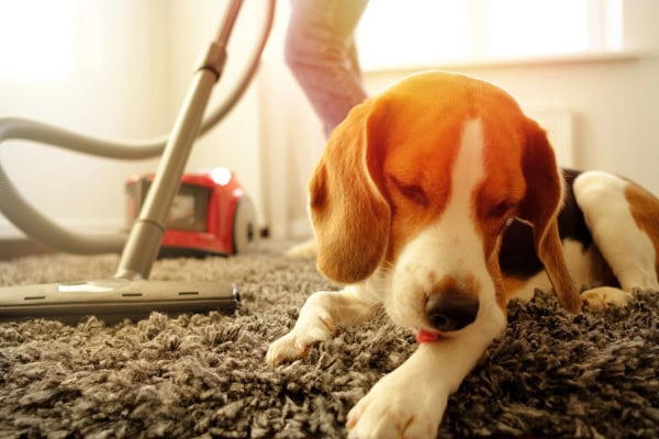 Owner vacuuming house to remove allergens while dog is sitting nearby