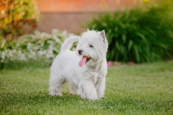 West Highland White Terriers, a breed prone to allergies, standing in grass