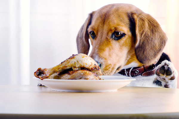 Dog looking at a plate of chicken