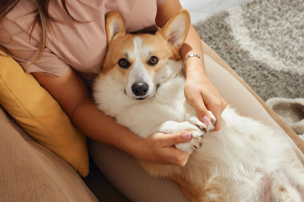 Owner snuggling on the couch with her Corgi who has food allergies