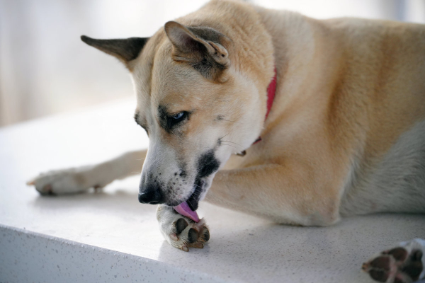 Dog licking at his feet due to a food allergy