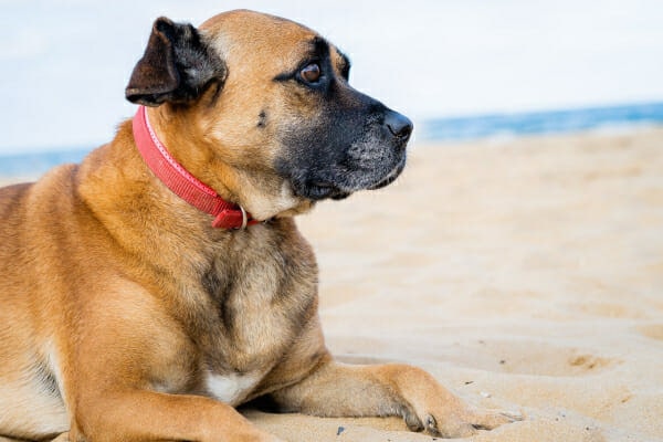 Boxer mix laying in the sand on the beach