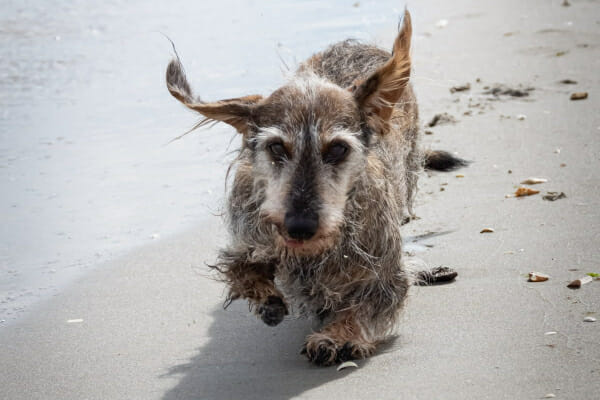 Long haired Dachshund running on the beach to represent how amantadine for dogs may improve a dog's pain in 2 to 3 weeks