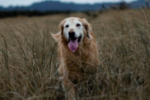 Senior Golden Retriever running in a field to represent how amantadine for dogs can help dogs who suffer from chronic pain 