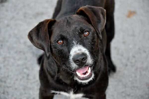 Dog with brown eyes looking up