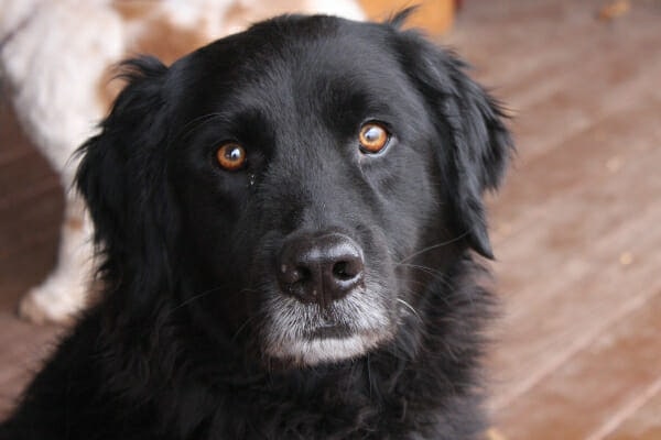 Senior black longhaired dog sitting on the deck