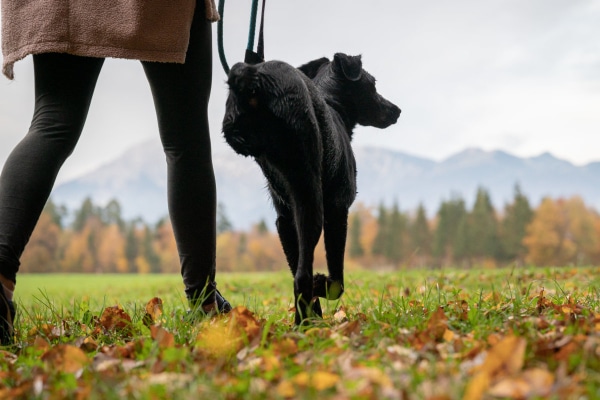 Active, fit 3-legged Labrador mix out for a walk, photo