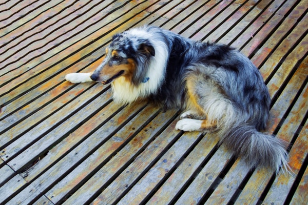 Three-legged Australian Shepherd mix lying down on the wood deck, photo