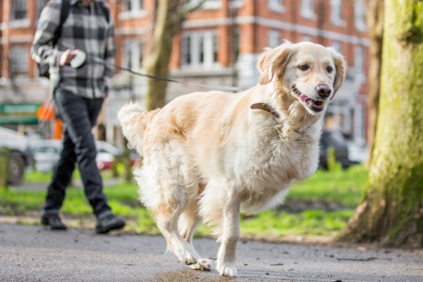 Three-legged Golden Retriever out on a walk with his owner, photo