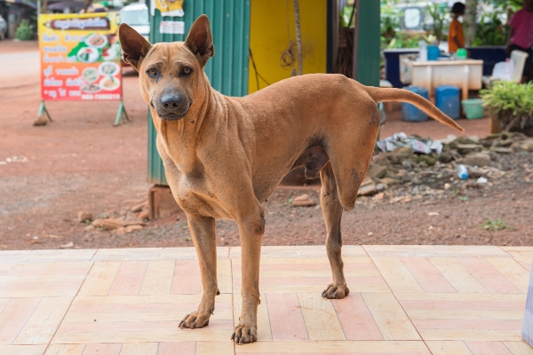 Three-legged Shepherd mix standing out on the patio, photo