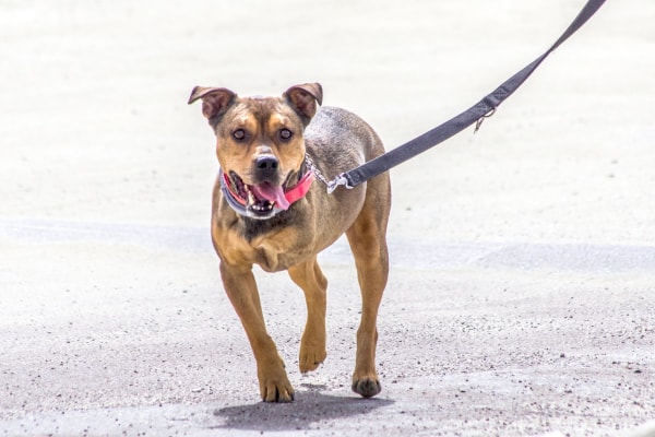 Three-legged Shepherd mix out for a walk, photo