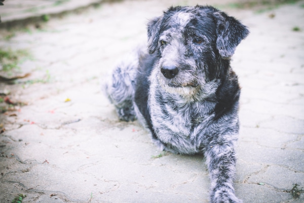 Senior Terrier mix with only one front leg lying down, photo