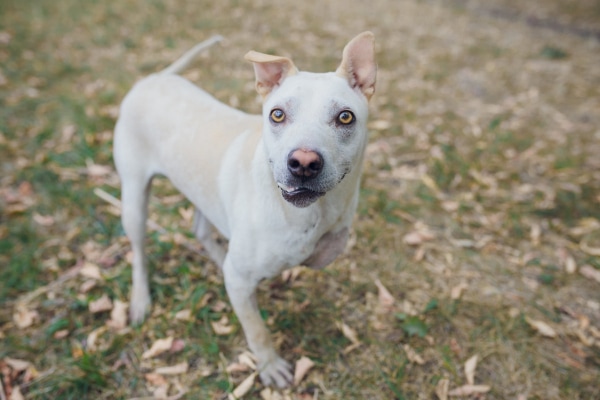 3-legged Pitbull cross playing in the grass, photo