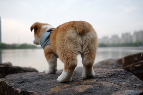 Corgi puppy standing on the edge of a lake