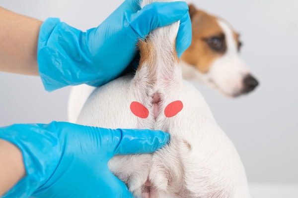 Photo of a dog's read end with two red ovals to show the approximate location of a dog's anal glands