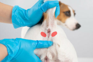 Dog Anal Glands: Everything Your Vet Wants You To Know - Dr. Buzby's
