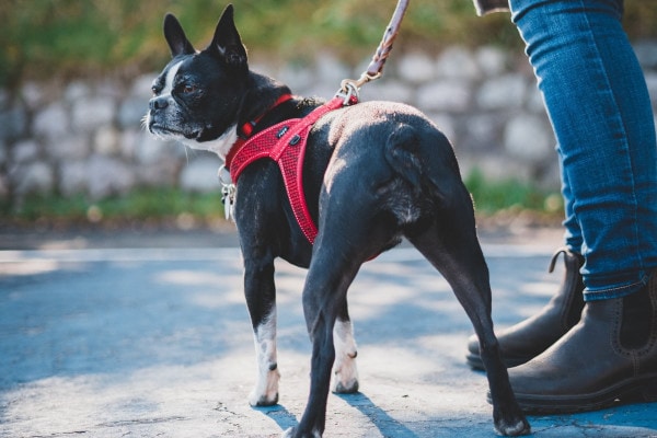 Boston Terrier out for a walk with their owner