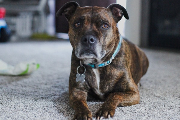 Senior Pit bull mix laying on the carpet