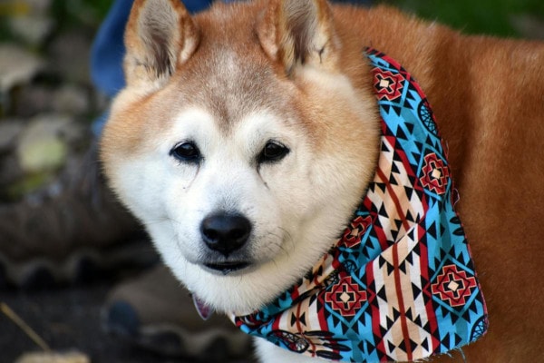 Senior dog wearing a colorful bandana