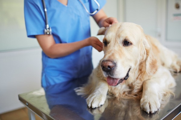 Vet checking the back end of a Golden Retriever to check the dog's anal glands