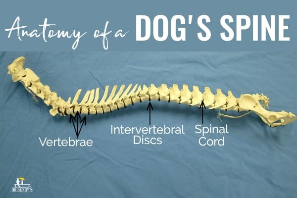 Dogs spine showing normal anatomy with the title Anatomy of a Dog's spine and arrows pointing to vertebrae, intervertebral discs, and spinal cord