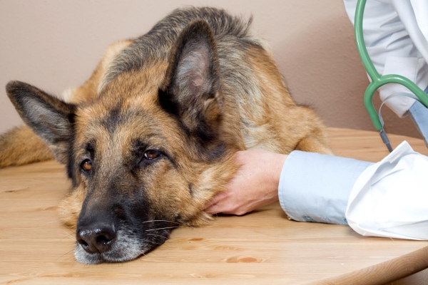 Veterinarian giving a German Shepherd dog a physical exam, which is one of the steps to check for anemia in dogs