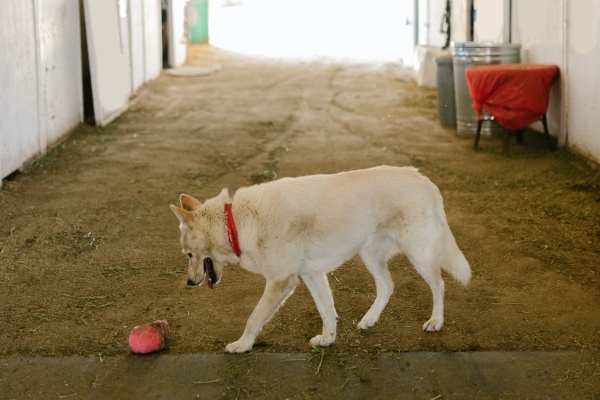 White dog walking inside a barn